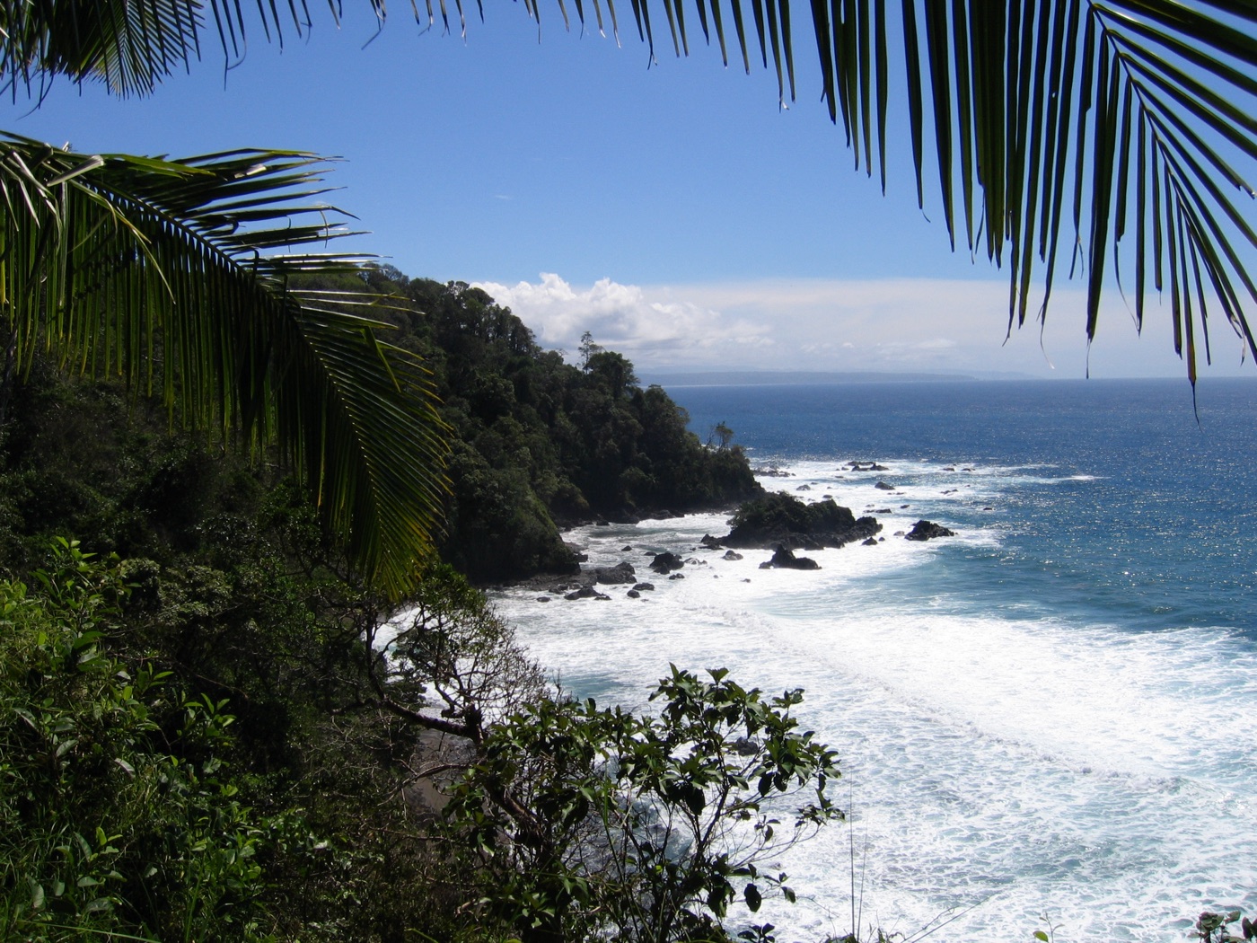 Costa rocosa de la Isla del Caño con palmeras en primer plano y el mar azul con oleaje